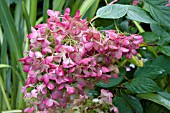 HYDRANGEA PANICULATA PINK DIAMOND