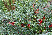 ILEX MESERVEAE BLUE PRINCESS