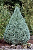 JUNIPERUS SCOPULORUM WICHITA BLUE