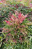 NANDINA DOMESTICA PLUM PASSION