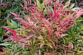 NANDINA DOMESTICA PLUM PASSION