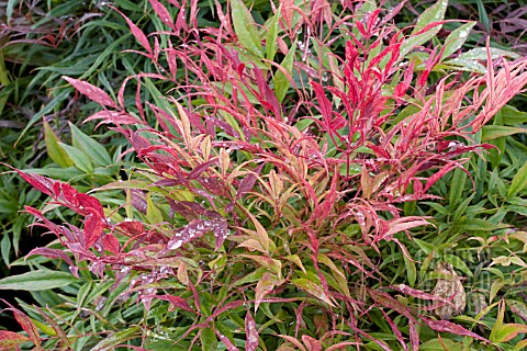 NANDINA_DOMESTICA_PLUM_PASSION