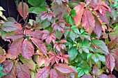 PARTHENOCISSUS QUINQUEFOLIA