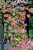 PARTHENOCISSUS QUINQUEFOLIA