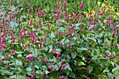 PERSICARIA AMPLEXICAULE FIRETAIL