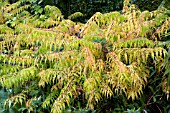 RHUS TYPHINA