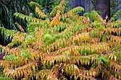 RHUS TYPHINA