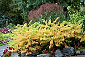 RHUS TYPHINA FALL SCENE