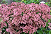 SEDUM AUTUMN JOY