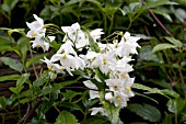 SOLANUM JASMINOIDES