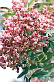 SORBUS HUPUHENSIS PINK PAGODA