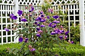 TIBOUCHINA URVILLEANA