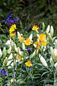 TROLLIUS CHINENSIS YELLOW