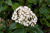 VIBURNUM TINUS ROBUSTUM