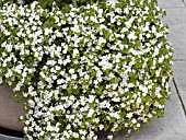 BACOPA SNOWFLAKE