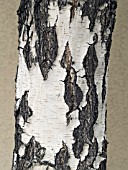 BETULA PENDULA BARK DETAIL