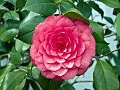 CAMELLIA NUCCIO BELLA ROSSA