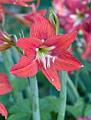 HIPPEASTRUM JOHNSONII