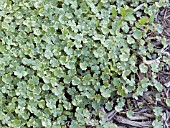 HYDROCOTYLE SIBTHORPIOIDES, (MARSH PENNYWORT)