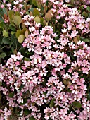 RHAPHIOLEPIS INDICA PINK LADY