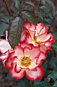 ROSA BETTY BOOP FLORIBUNDA,  ROSE