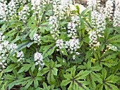 TIARELLA HERONSWOOD MIST