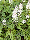 TIARELLA HERONSWOOD MIST