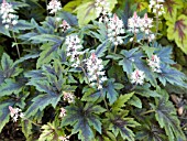 TIARELLA SUGAR AND SPICE