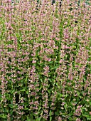 AGASTACHE NEOMEXICANA LAVENDER HAZE