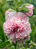 ALCEA ROSEA APPLEBLOSSOM