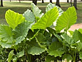 ALOCASIA MACRORHIZA UPRIGHT ELEPHANT EAR