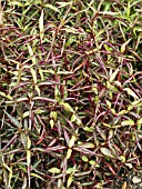 ALTERNANTHERA RED THREAD