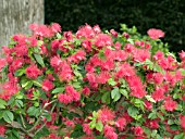 CALLIANDRA HAEMATOCEPHALA