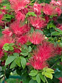 CALLIANDRA HAEMATOCEPHALA