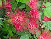 CALLIANDRA HAEMATOCEPHALA