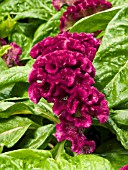 CELOSIA AMUR PURPLE