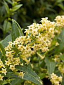 CESTRUM PARQUI YELLOW