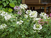 CLEOME HASSLERIANA MIX