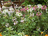 CLEOME HASSLERIANA MIX