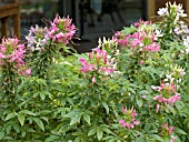 CLEOME HASSLERIANA PINK