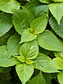 COLEUS EMERALD AND SNOW