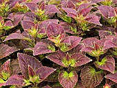 COLEUS FLORIDA SUN JADE