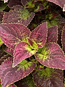 COLEUS FLORIDA SUN JADE