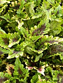 COLEUS FLORIDA SUN SPLASH