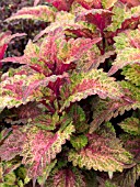 COLEUS INDIAN SUMMER