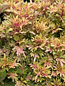 COLEUS LIMON BLUSH