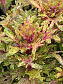 COLEUS LIMON BLUSH