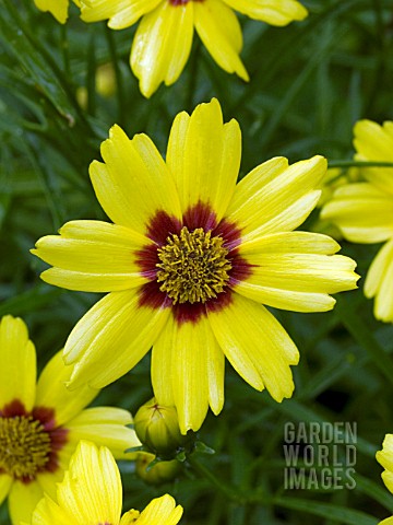 COREOPSIS_GOLD_NUGGET