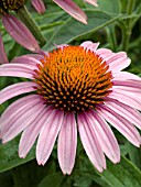 ECHINACEA PRIMADONNA DEEP ROSE