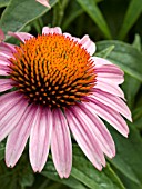 ECHINACEA PRIMADONNA DEEP ROSE